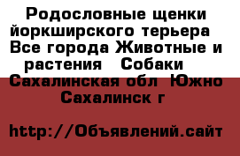 Родословные щенки йоркширского терьера - Все города Животные и растения » Собаки   . Сахалинская обл.,Южно-Сахалинск г.